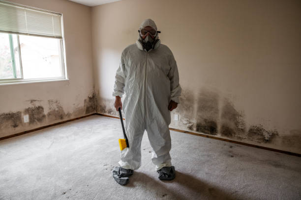 Environmental Consulting for Mold Prevention in Pauls Valley, OK